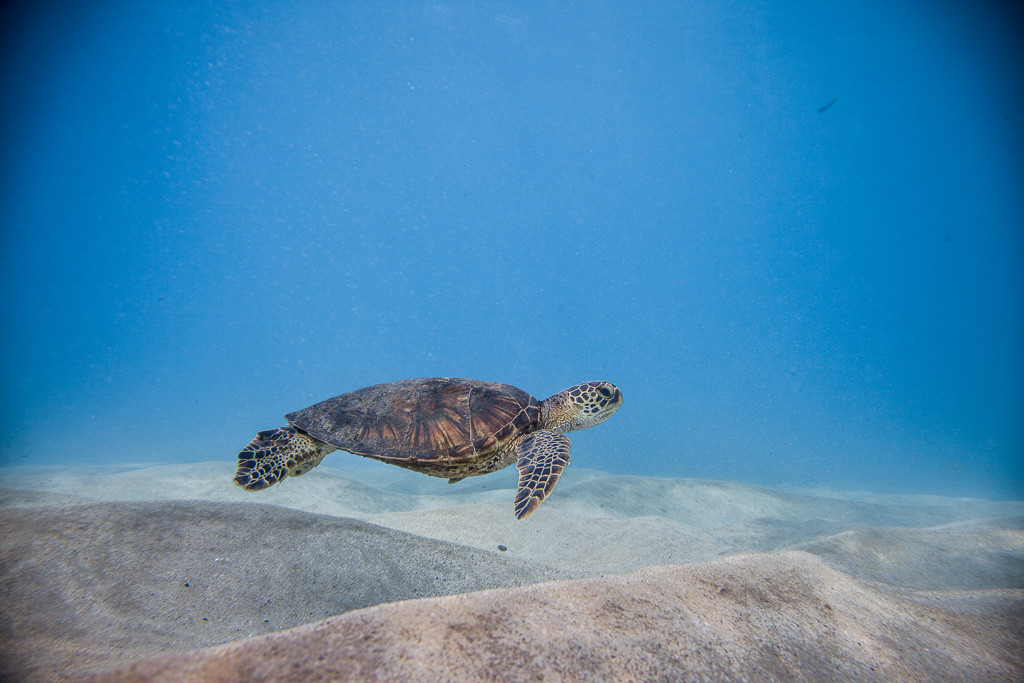 swim with hawaiian sea turtle
