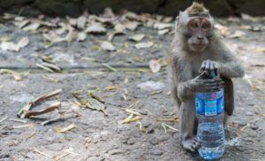 monkey forest bali, ubud bali monkey forest,monkey forest bali cost,ubud monkey forest bali ,sacred monkey forest bali ,bali ubud monkey forest ,monkey forest bali ubud,bali monkey forest ubud,monkey forest bali entrance fee