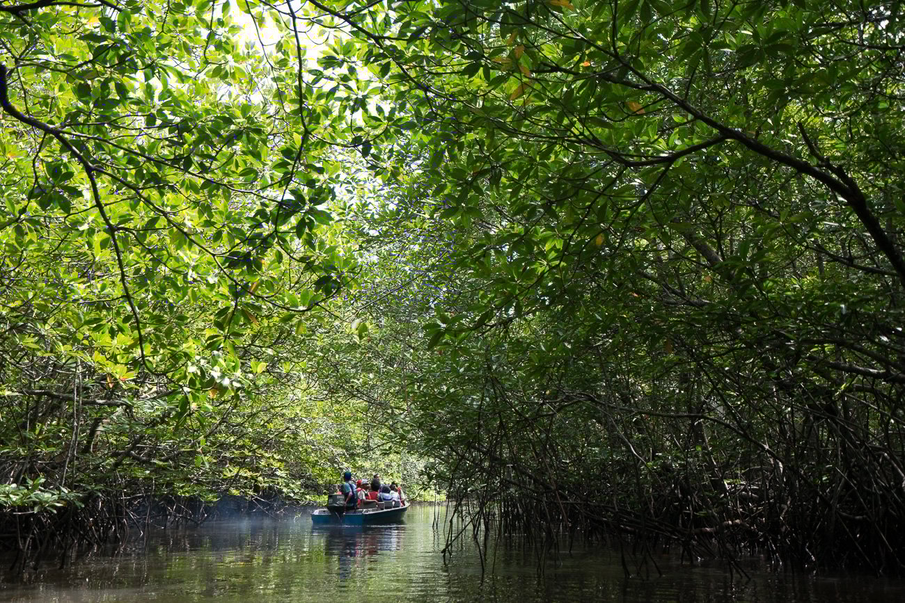 BINTAN MANGROVE TOUR ALONG SEBUNG RIVER - Journey Era