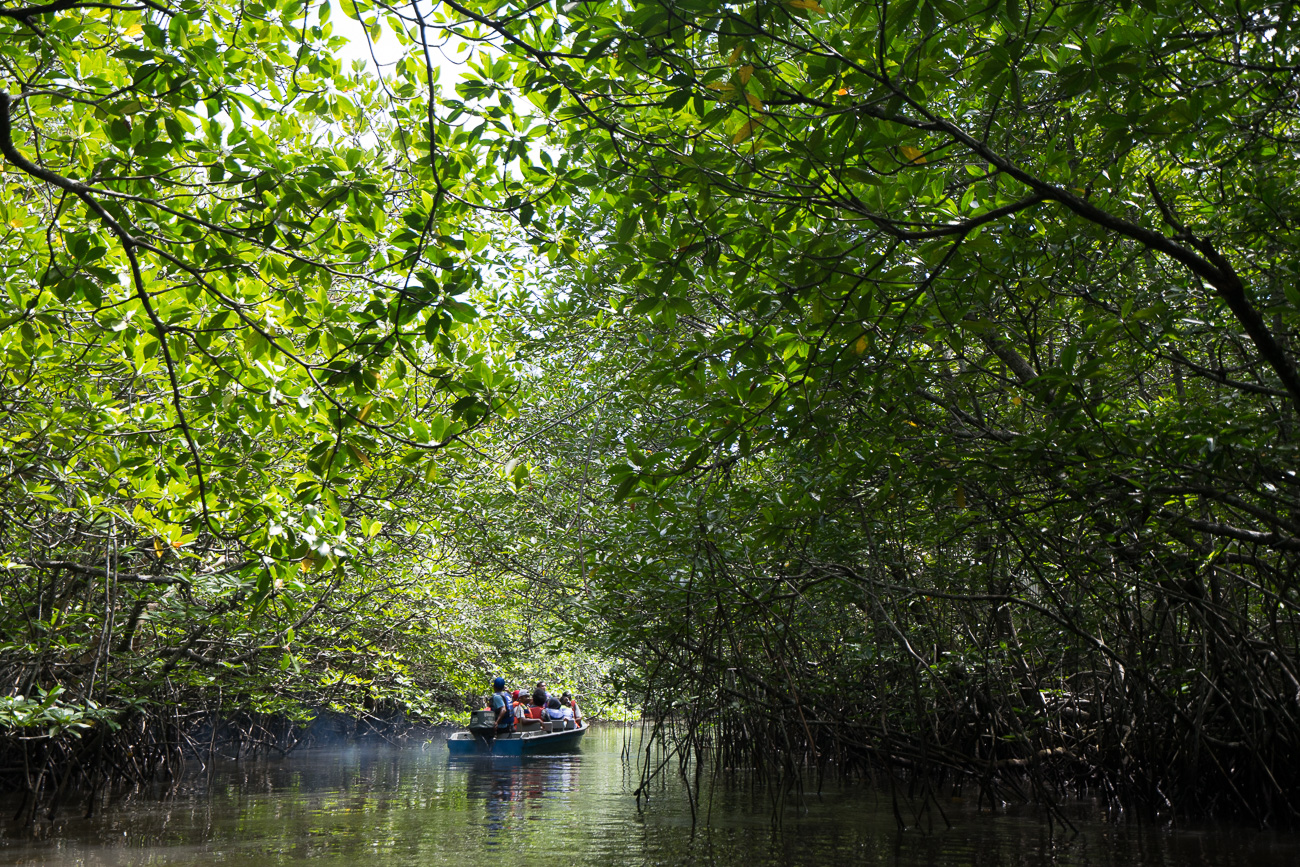 bintan mangrove tour, bintan island, mangrove tour bintan, monkey bintan, boat tour bintan