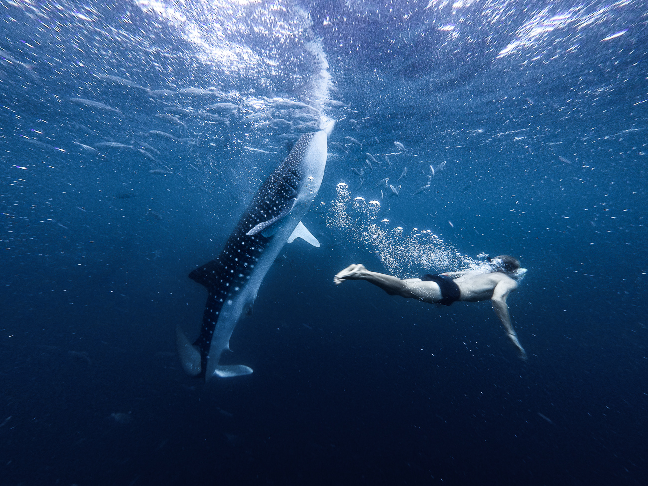 a man swimming next to a whale in the ocean.