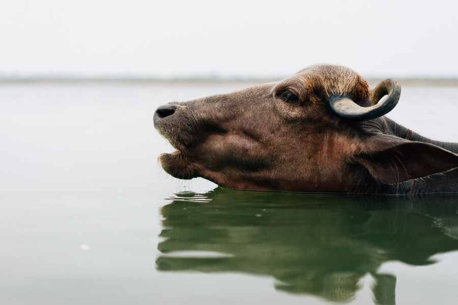 a cow with horns sticking out of the water.