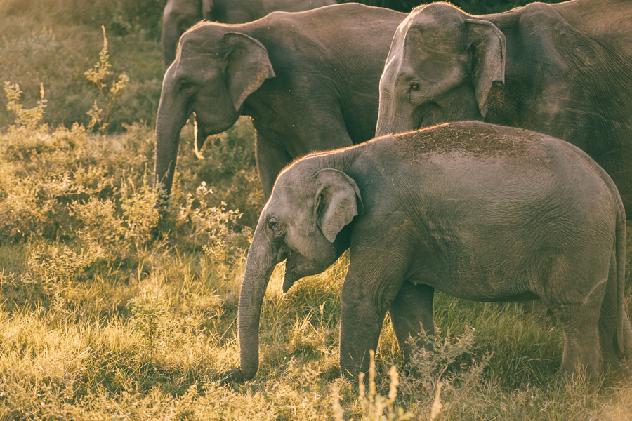 SRI LANKA DAY 1- PHOTO JOURNAL: ELEPHANT ADVENTURE