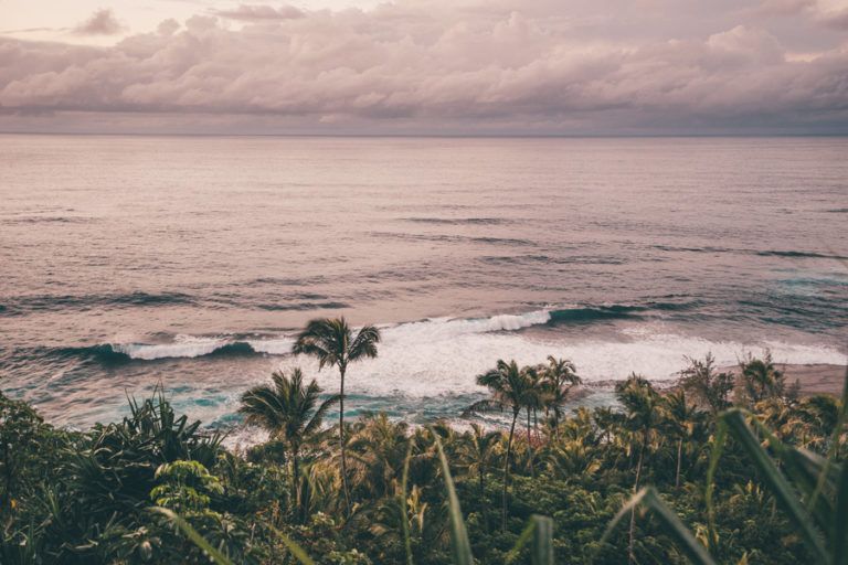 a view of the ocean with palm trees in the foreground.