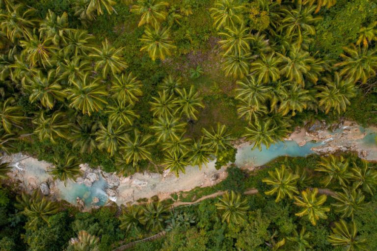 a river running through a lush green forest.
