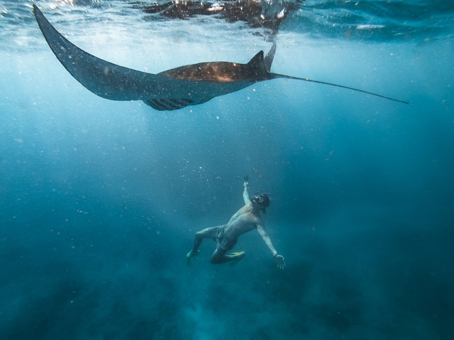 a man swimming under a manta ray in the ocean.