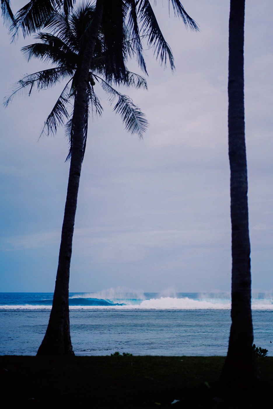 a couple of palm trees sitting next to a body of water.