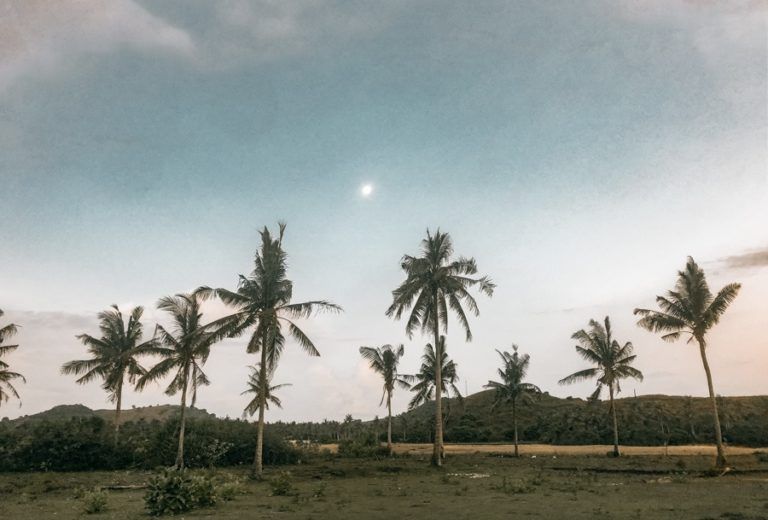 a group of palm trees in a field.