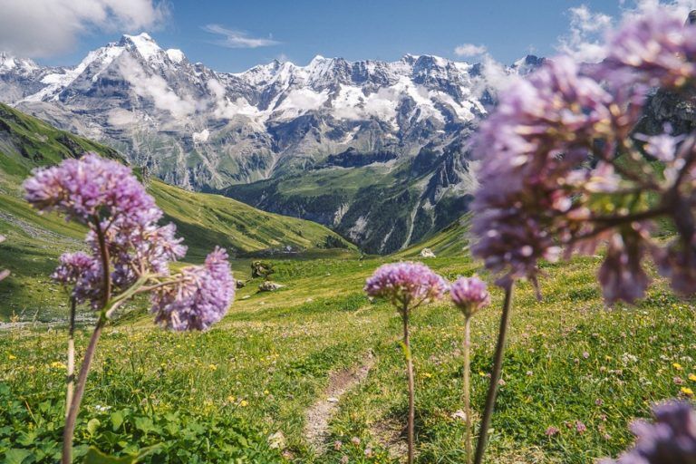 a field with purple flowers and mountains in the background.