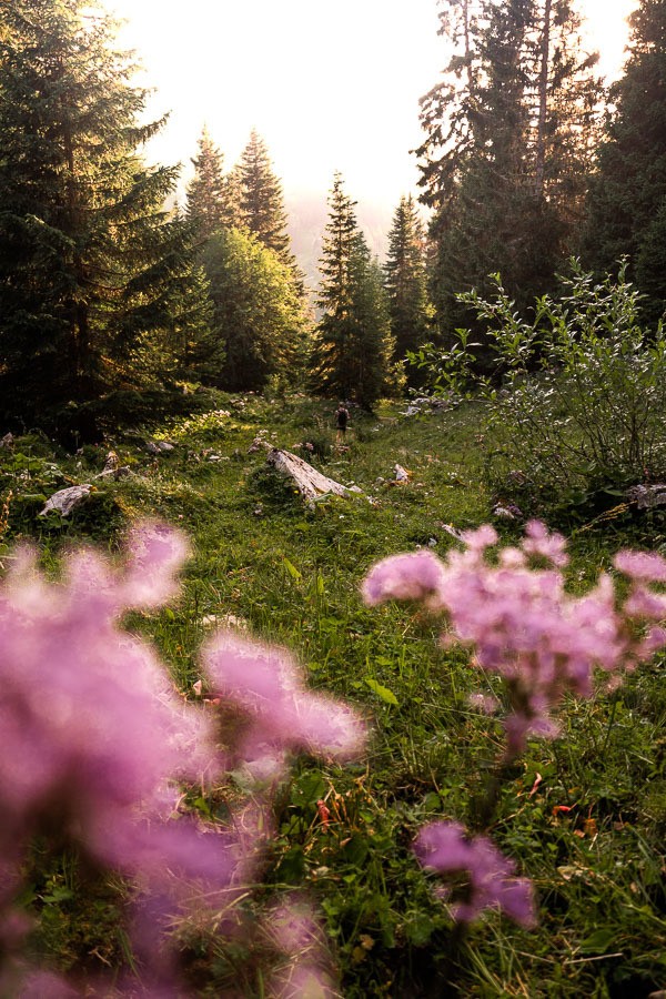 a field of purple flowers in the middle of a forest.