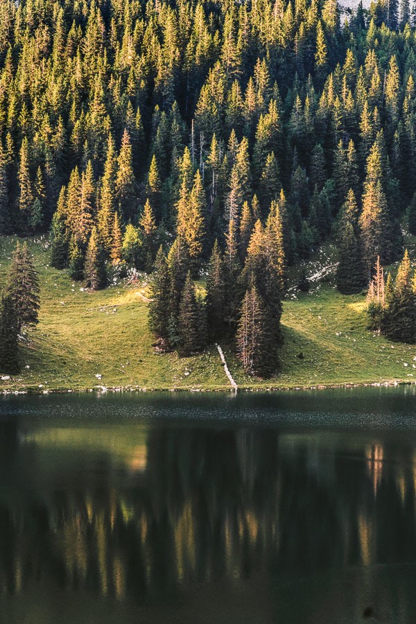 a lake surrounded by a forest filled with pine trees.