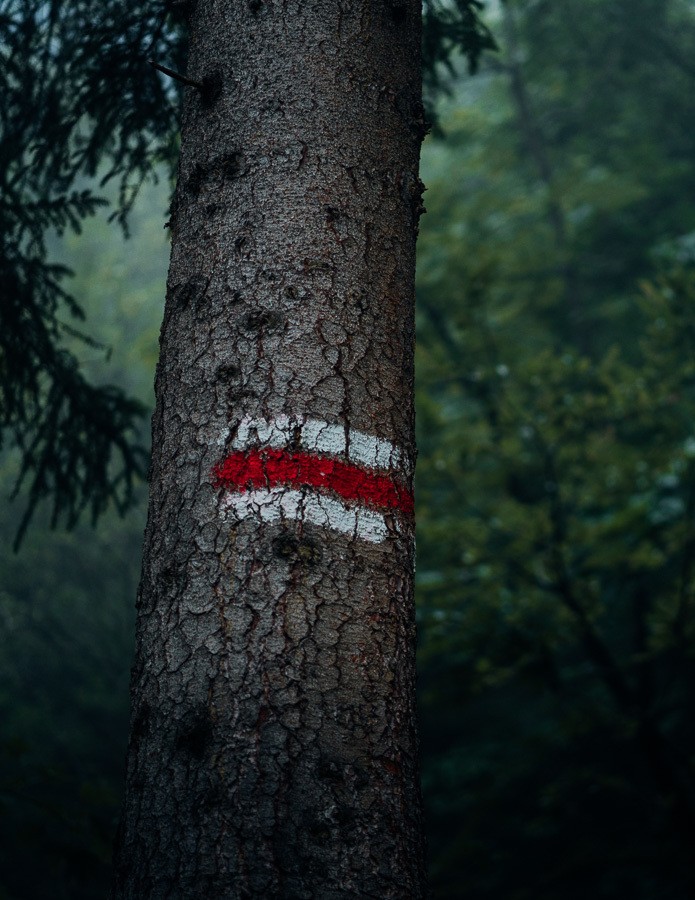 a red and white arrow painted on a tree.