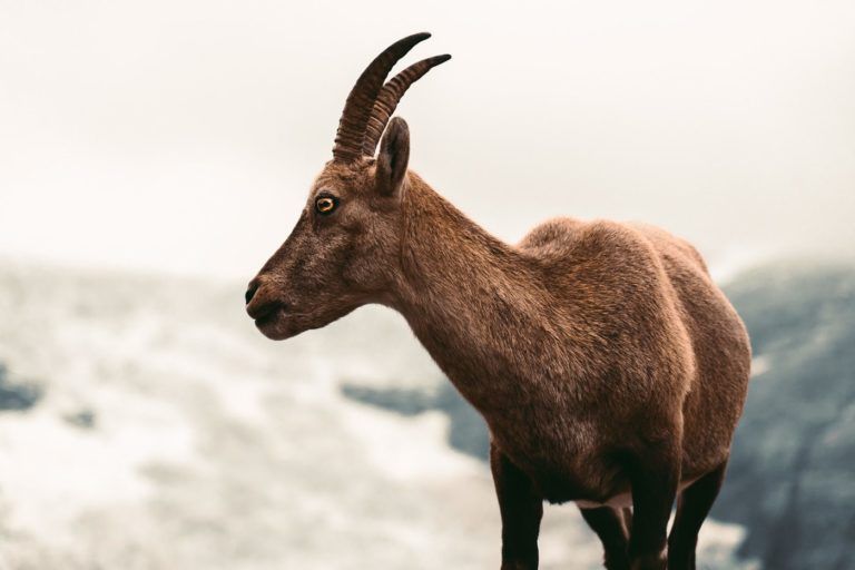a goat standing on top of a rocky hill.
