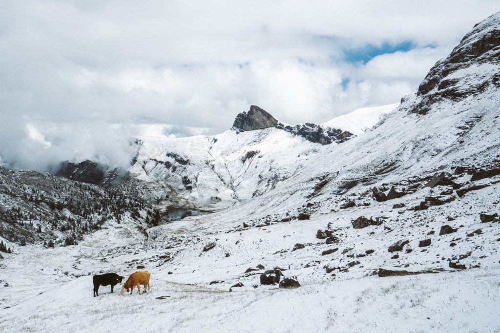 a couple of cows standing on top of a snow covered slope.
