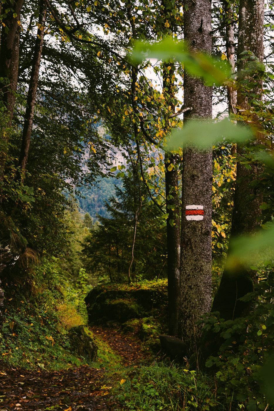 a red and white sign on a tree in the woods.