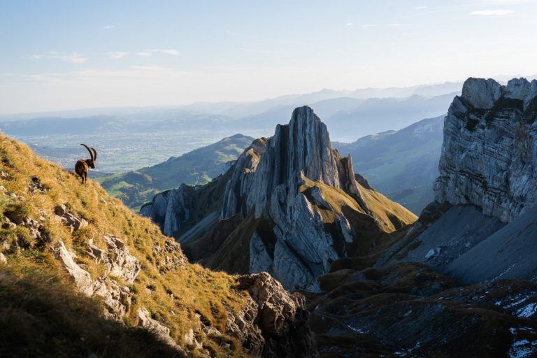 a goat standing on top of a grass covered mountain.
