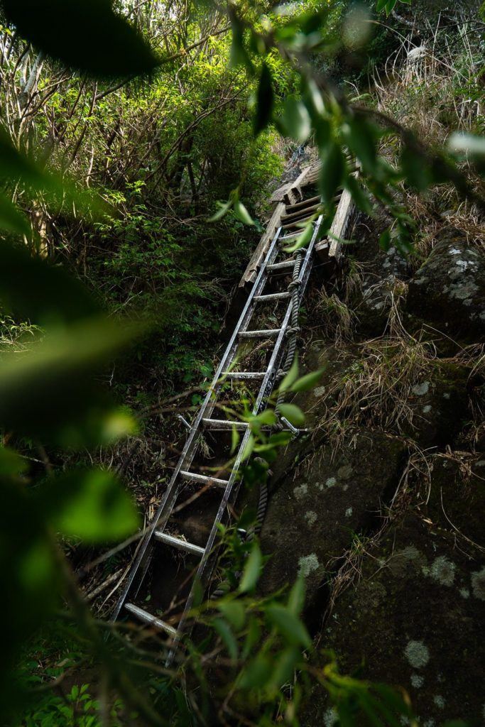 a wooden ladder going up the side of a hill.