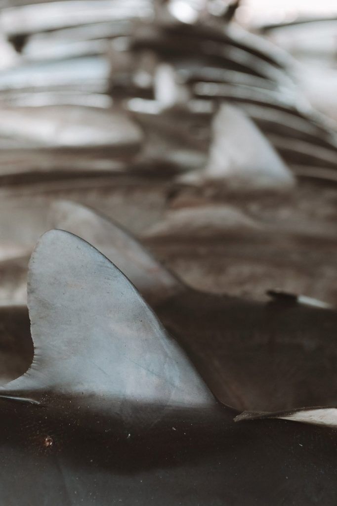a close up of a shark fin on a surfboard.