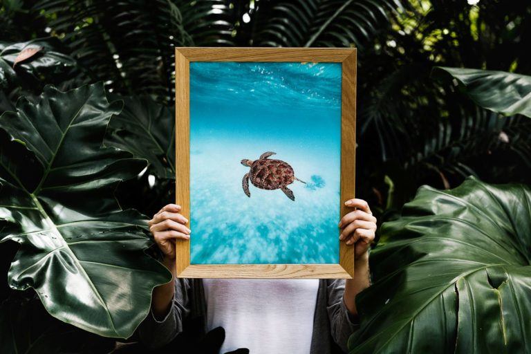 a person holding up a picture of a turtle.