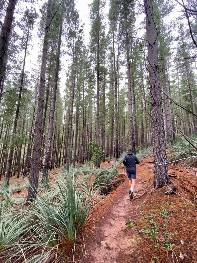 a person walking on a trail through a forest.