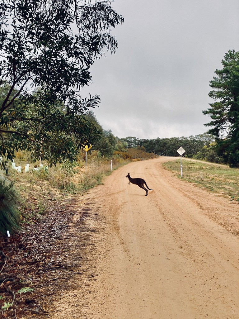 a dog running across a dirt road.