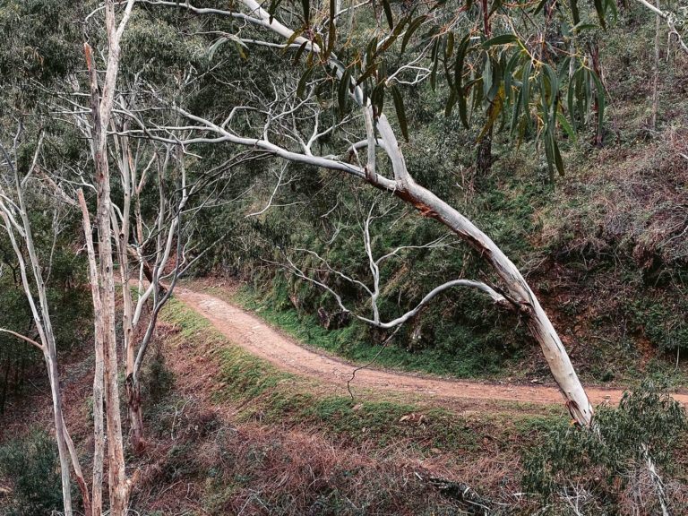 a dirt road in the middle of a forest.