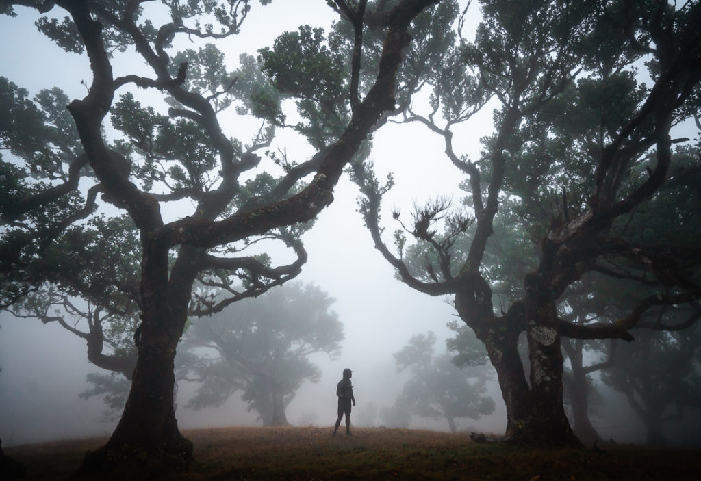 a person standing in the middle of a foggy forest.