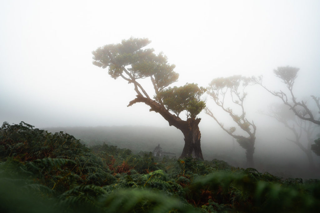 a lone tree stands in the middle of a foggy forest.