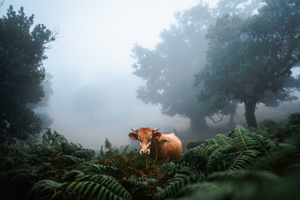 a cow standing in the middle of a lush green forest.