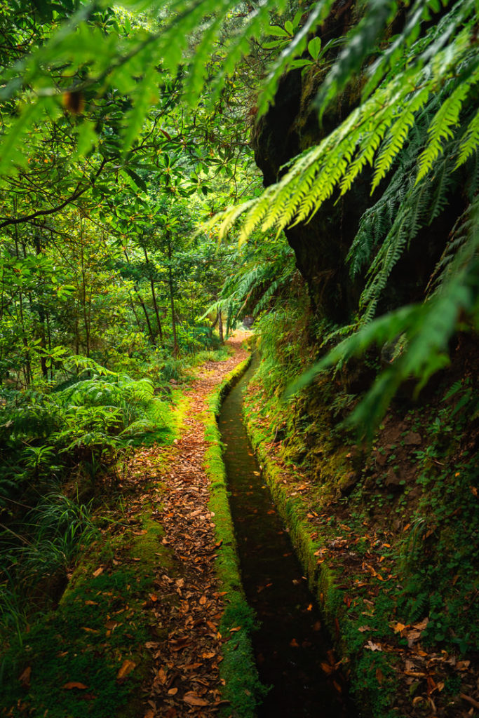 a narrow path in the middle of a lush green forest.