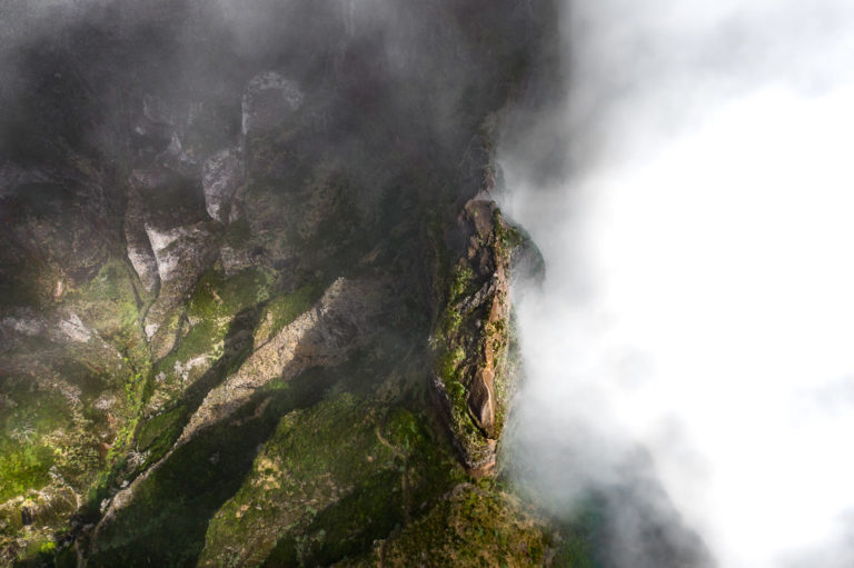 a bird is perched on a tree in the mist.