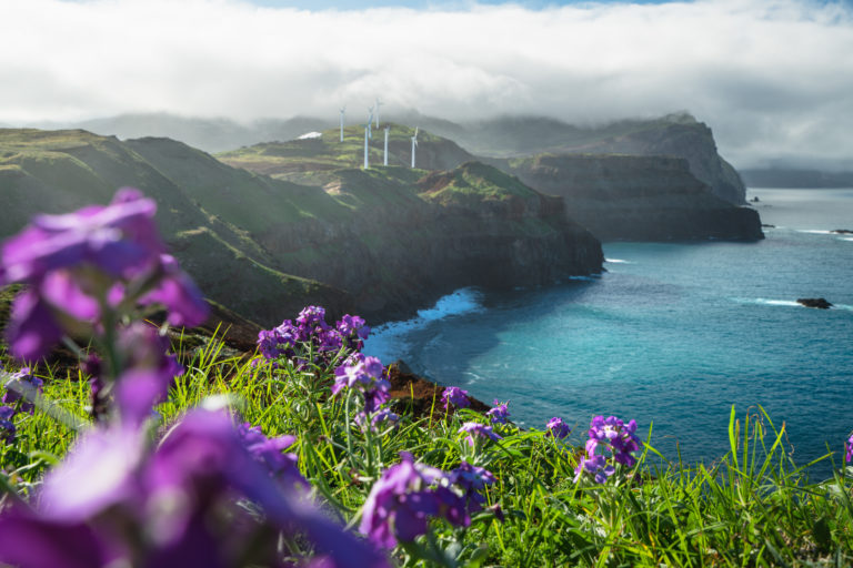 a field of purple flowers next to a body of water.