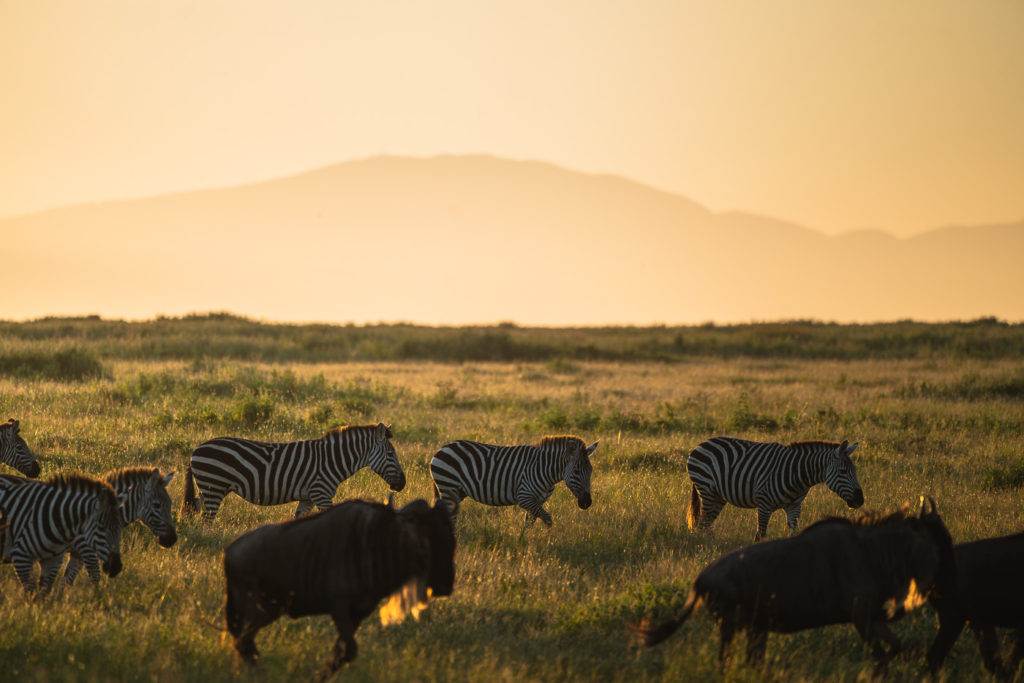 a herd of zebras and wildebeests grazing in a field.