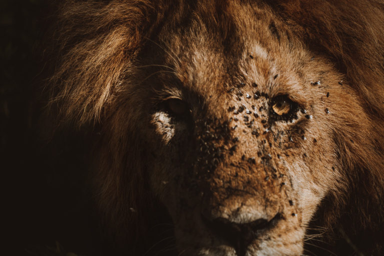 a close up of a lion's face with dirt all over it.