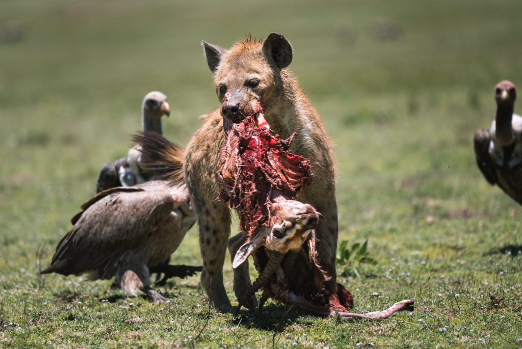 a hyeno eating a dead animal in a field.