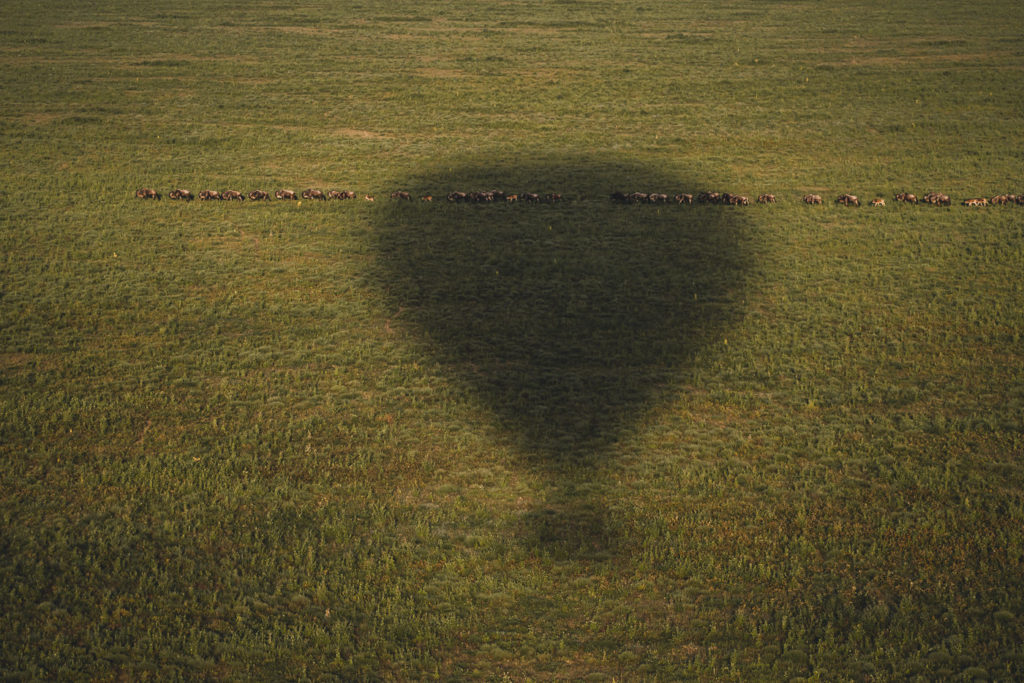 a shadow of a hot air balloon in a field.