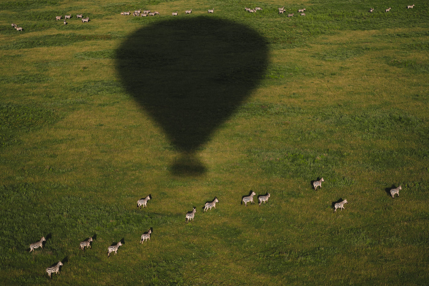Let balónem v Serengeti - zebry pozorované z balónu