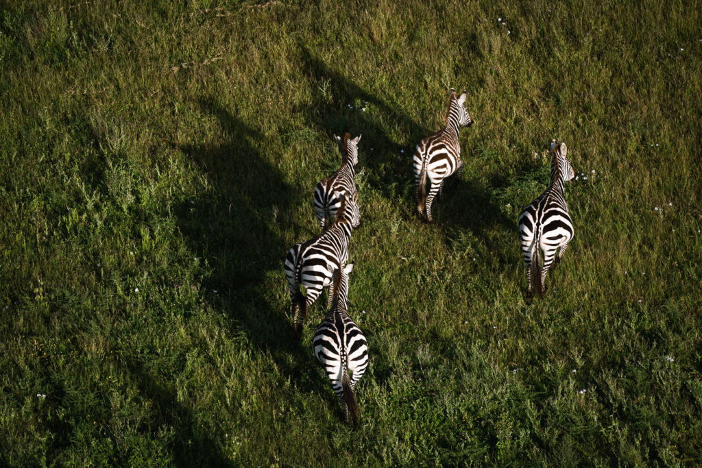 a group of zebras standing on top of a lush green field.