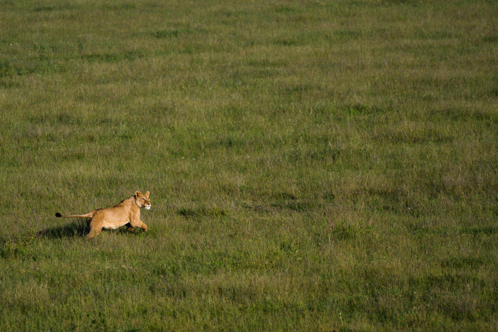 a lion walking across a lush green field.
