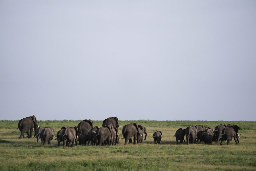 a herd of elephants walking across a lush green field.