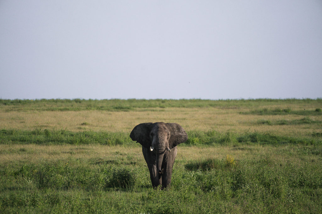 an elephant is standing in a grassy field.