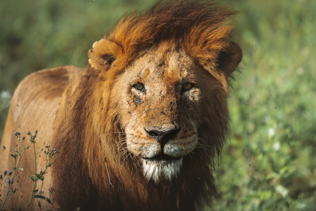 a close up of a lion in a field.
