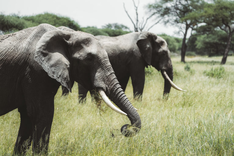 two elephants standing in a grassy field with trees in the background.