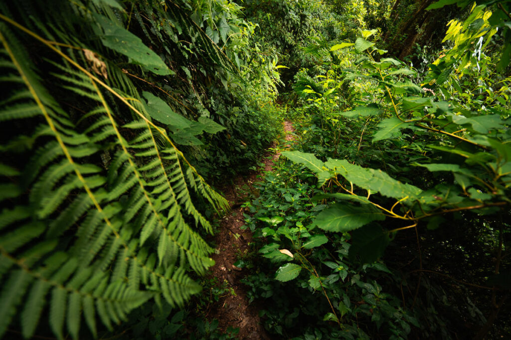a trail through a dense green forest filled with trees