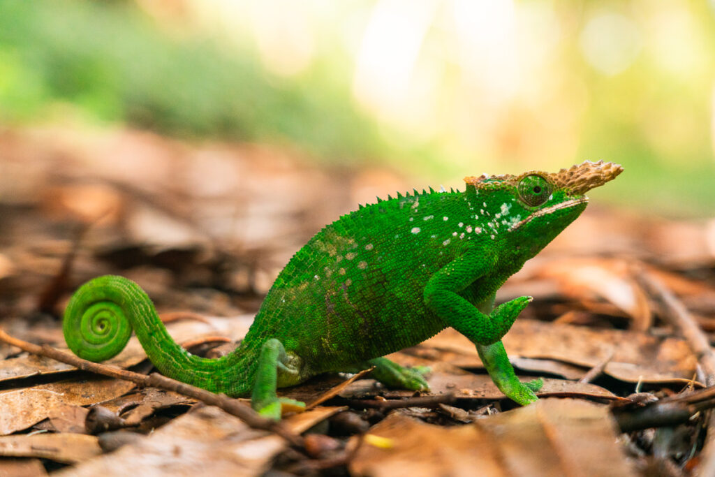 a green chamelon walking on leaves in the woods