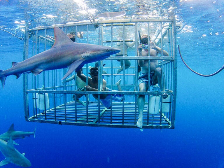 Shark Cage Diving On Oahu, Hawaii The Complete Guide
