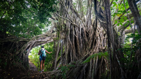 Hiking the Nuʻuanu Pali Trail to the Pali Lookout on Oʻahu, Hawaiʻi