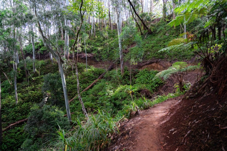 Hiking The Aiea Loop Trail on Oʻahu, Hawaiʻi