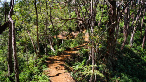 Hiking the Aiea Loop Trail on Oʻahu, Hawaiʻi