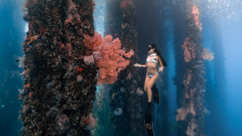 Bacong Pier & Ducomi Pier: Best Dauin Freediving Spots